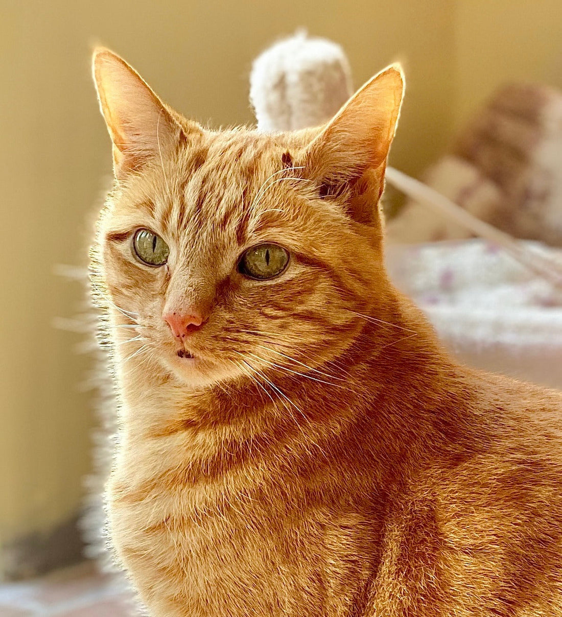 Robbie the Ginger Cat sitting and looking at the camera