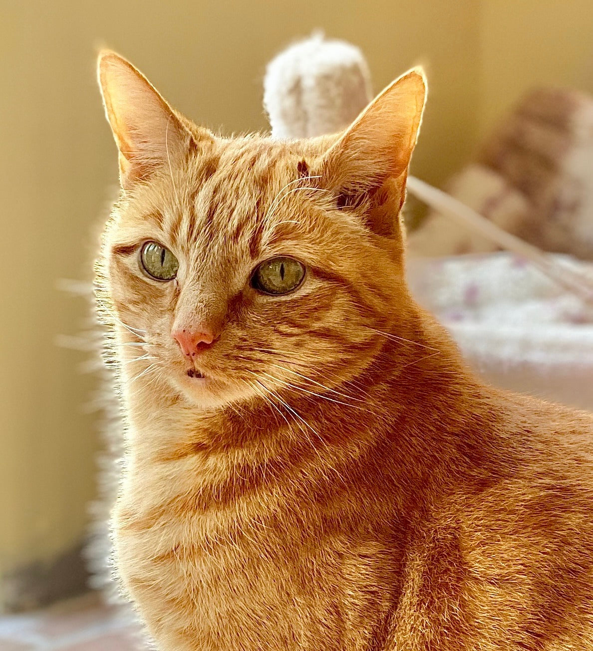 Robbie the Ginger Cat sitting and looking at the camera