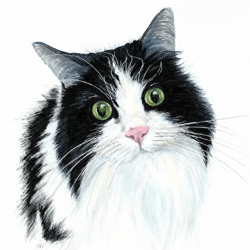 Dawn Mortiboy Fluffy Black & White Cat greeting card featuring a long-haired black and white cat with bright green eyes and pink nose