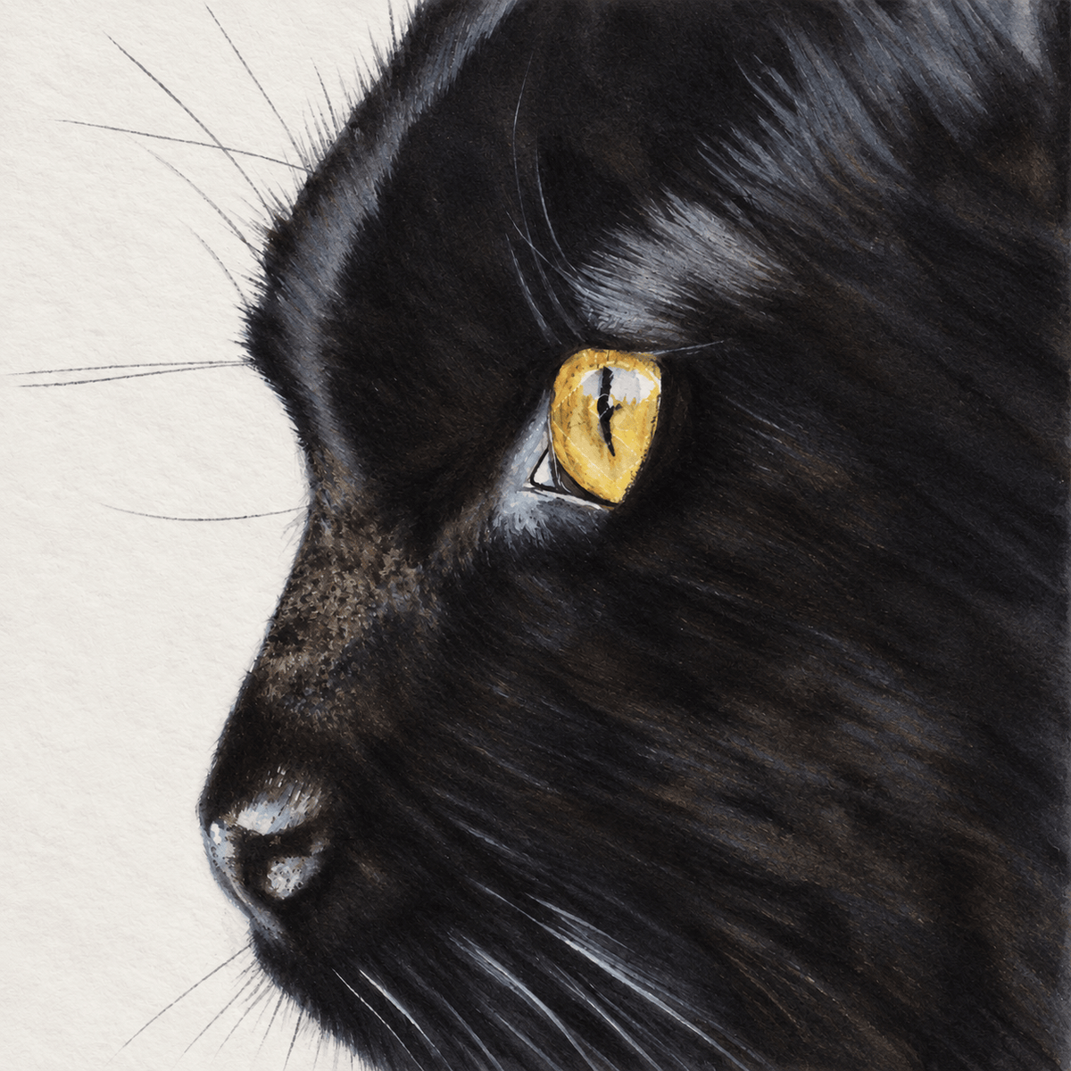 Gina Suarez Peel Midnight black cat greeting card featuring a close-up portrait of a black cat with a striking golden eye