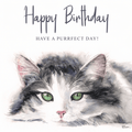 Marie Brown Green Eyes birthday card featuring a grey and white cat with striking green eyes and Happy Birthday message