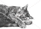 Maggie Cat watercolour cat artwork by Marie Brown – June calendar image