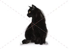 Black Cat watercolour cat artwork by Marie Brown – October calendar image