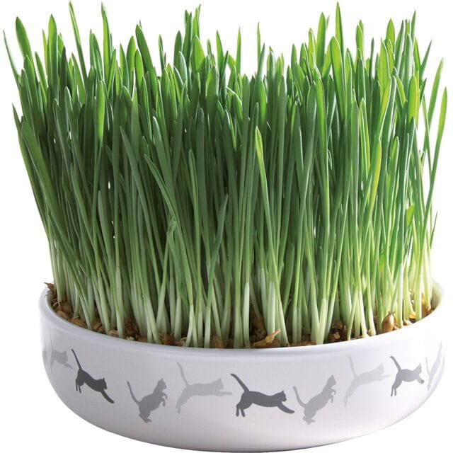 Cat Accessories Trixie Cat Grass Growing Kit in Ceramic Cat Bowl – Indoor Cat Grass Planter 42341