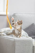 Tabby kitten reaching towards a dangling yellow Trixie Plush Cat Teaser on a sofa.