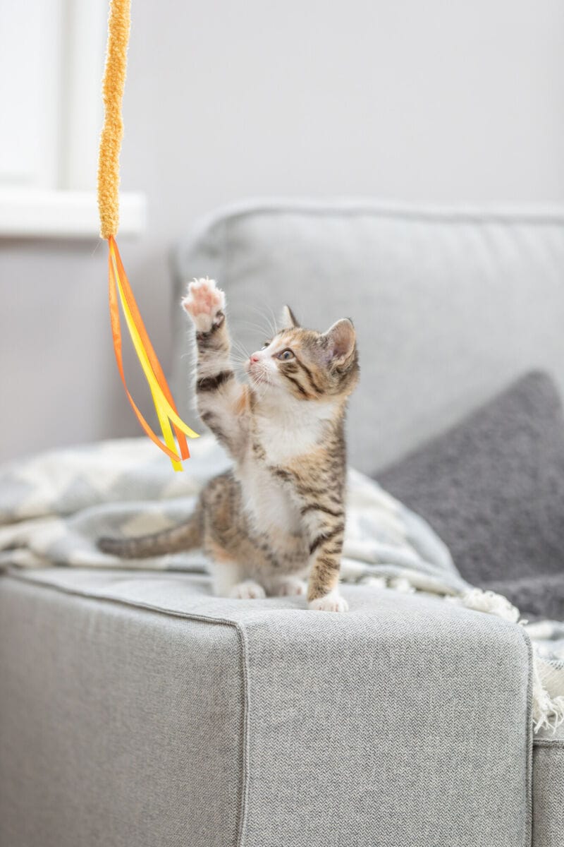 Tabby kitten reaching towards a dangling yellow Trixie Plush Cat Teaser on a sofa.
