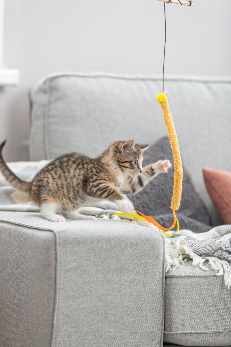 Playful tabby kitten batting at the colourful ribbons of a hanging Trixie cat teaser.