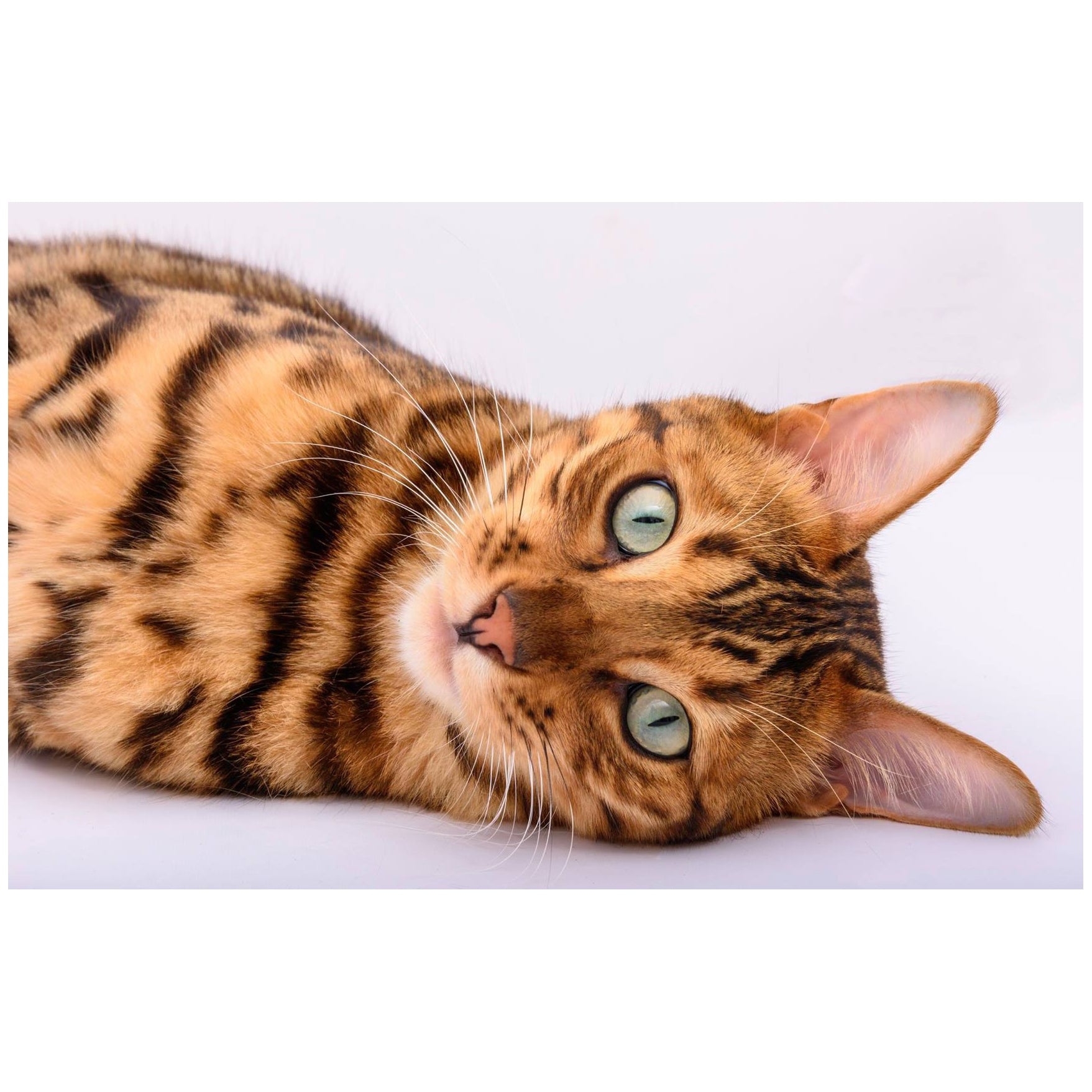 Diamond Art 5D Painting Kit - Bengal Cat Spike (Exclusive)